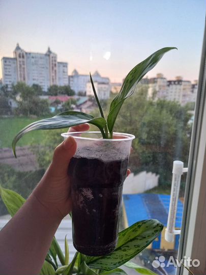 Аглаонема сильвер квин