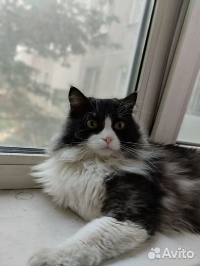 Котик в добрые руки
