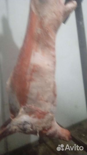 Халал баранина курдючная с юга