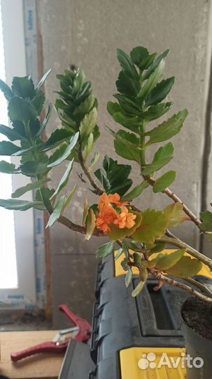 Комнатные растения