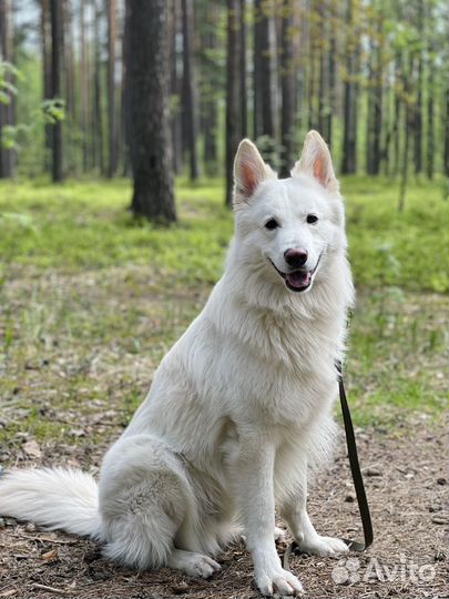 Вязка Белая швейцарская овчарка (бшо)