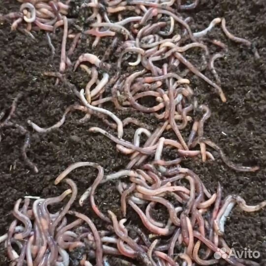 Дендробена