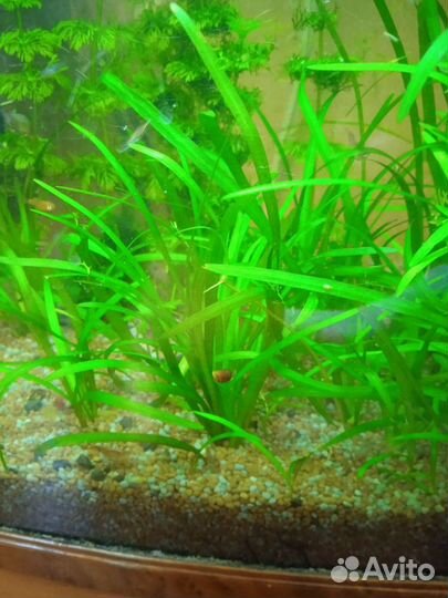 Данио, пецилия, водорослеед, креветки, улитки