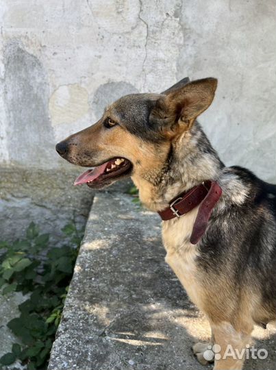 Очень ласковая собака