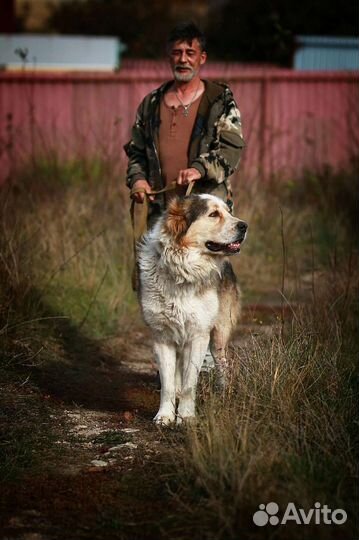 Алабай в дар