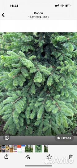 Ель живая