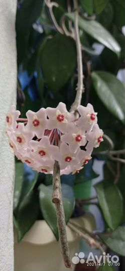 Комнатные цветы