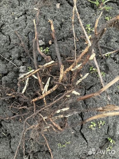 Ветки и корни для декора