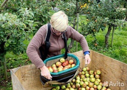 Сборка яблок. Вахта