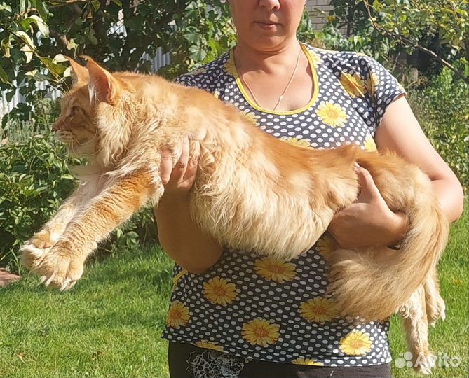 Молодой котик Чемпион