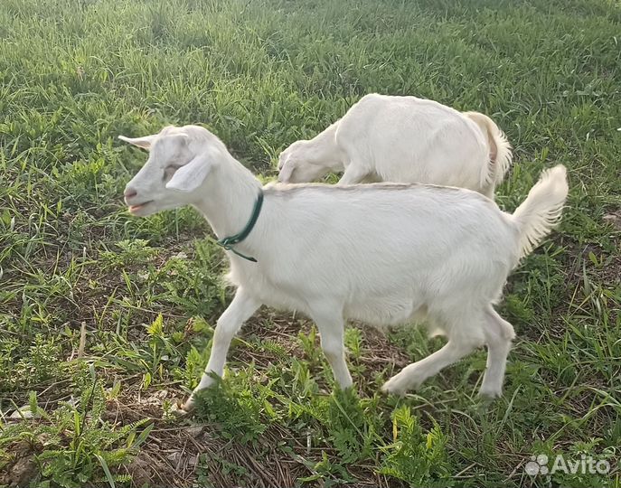 Козлята