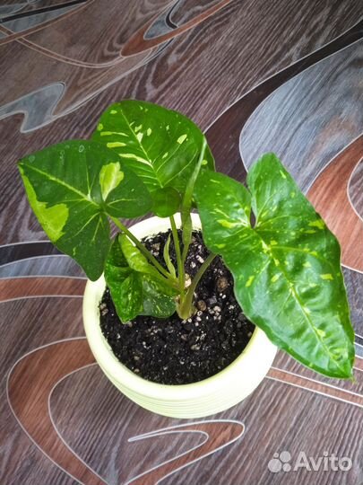 Сингониумы и др. Комнатные цветы