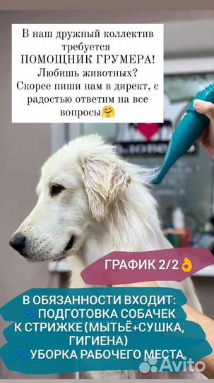 Помощник грумера