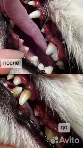 Чистка зубов собаке объявление продам