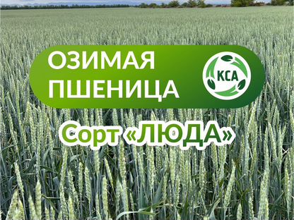 Элитные семена озимой пшеницы «Люда», Херсон