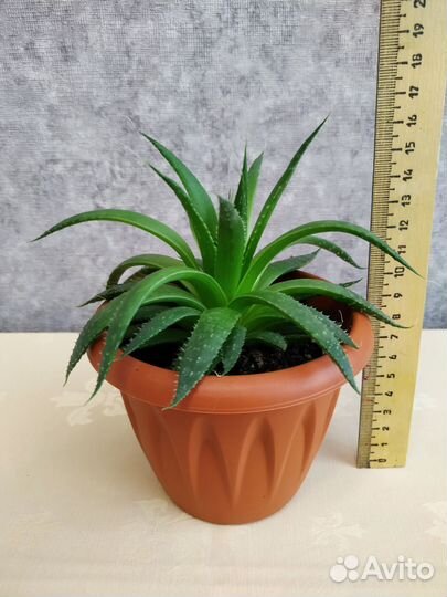 Алоэ остистое aristo (аристата)