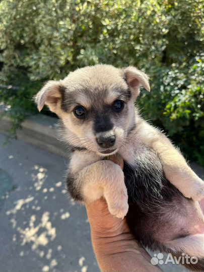 Собака в добрые руки отдам бесплатно