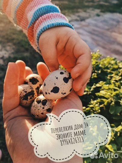 Яйца перепелиные домашние