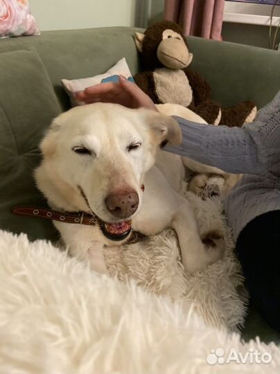 Белая собака метис лабрадора в добрые руки