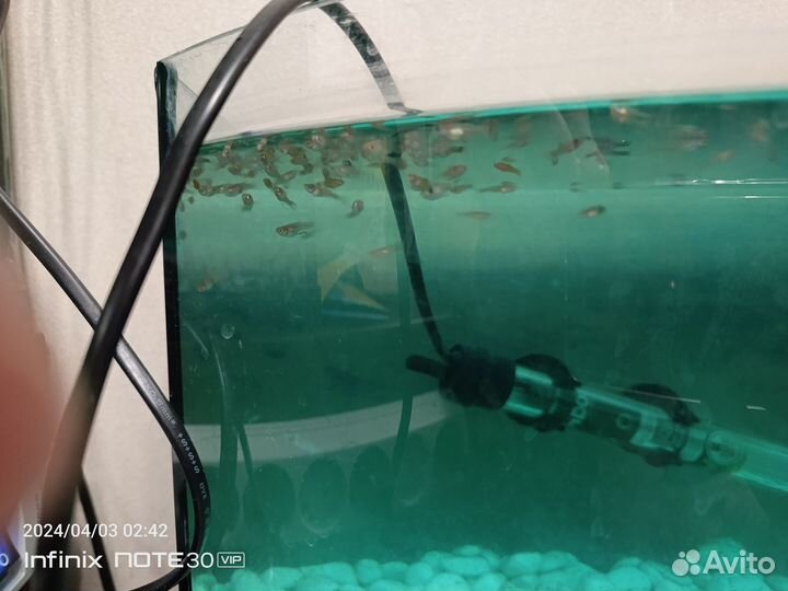 Аквариумные Гуппи