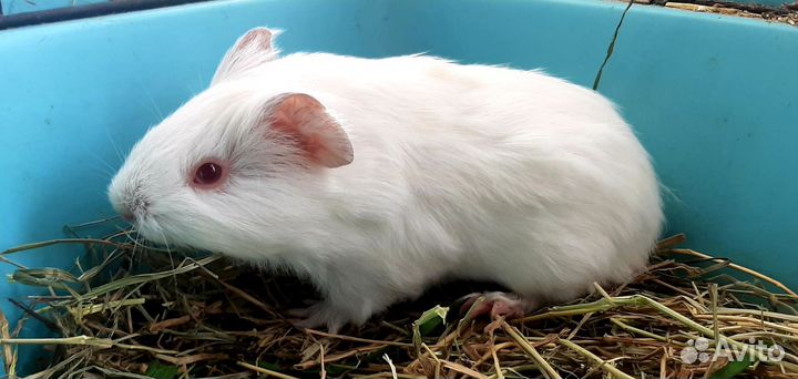 Морские свинки,малыши и подростки