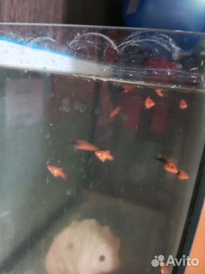 Рыбка меченосец