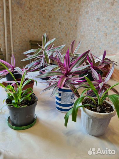 Цветок комнатный. Рео разноцветный