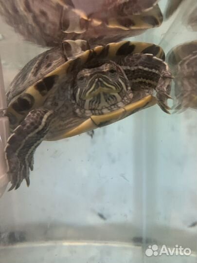 Красноухая черепаха бесплатно