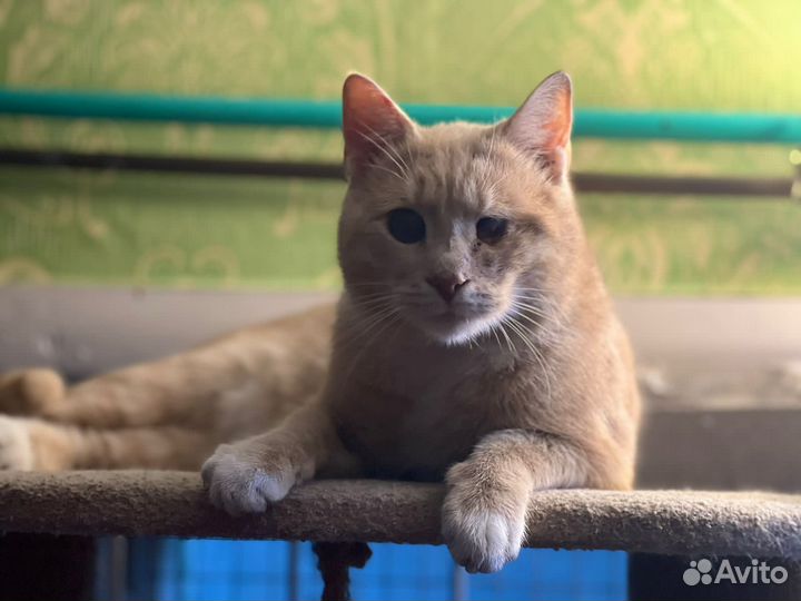 Котенок, мальчик