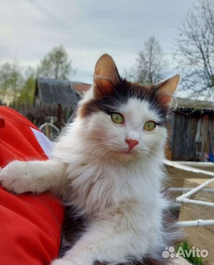 Ищу доброго заботливого друга