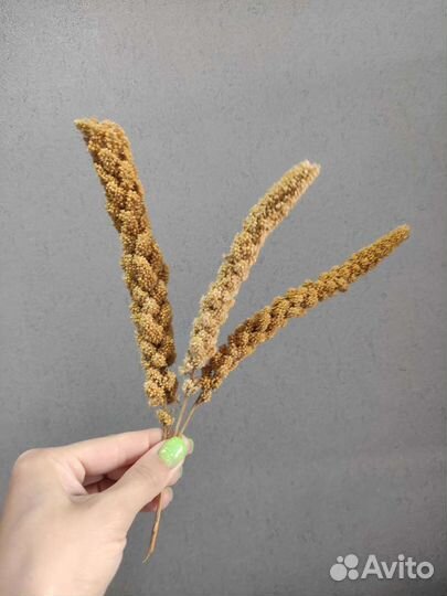 Корм для попугаев, лакомство