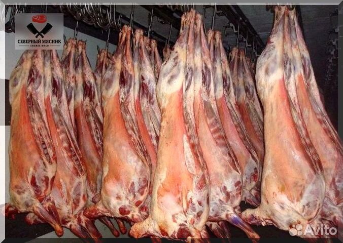 Мясо баранина тушка
