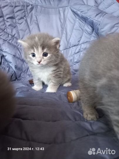 Котята в добрые руки бесплатно