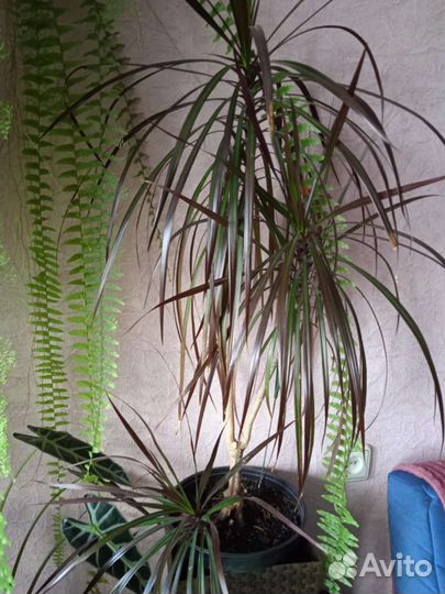 Папоротник, зефирантес