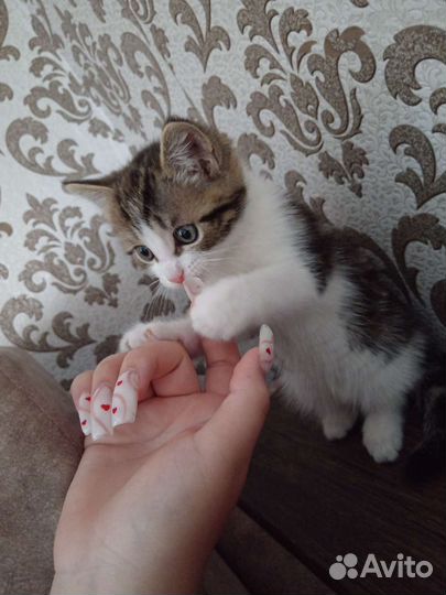 Отдам котенка в добрые руки