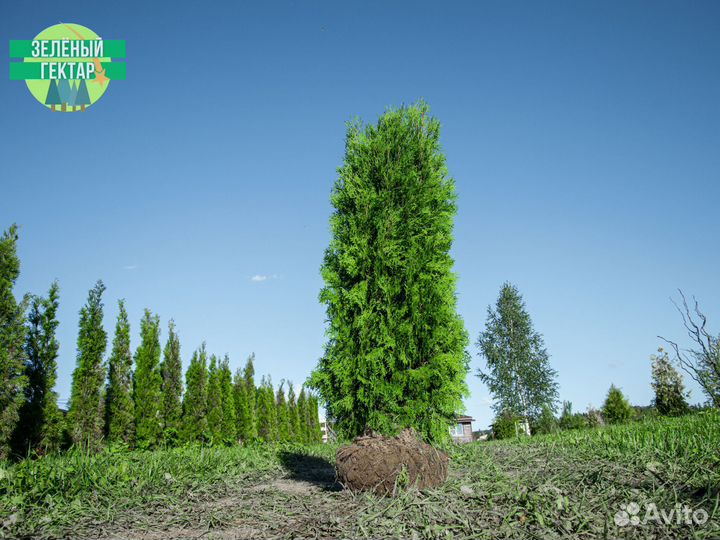 Туя колумна 1,8 м свежая копка 2023