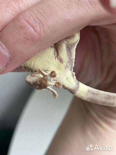 Реснитчатый бананоед