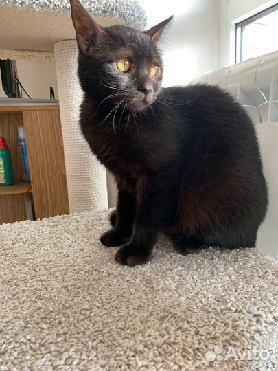 Ищем дом Найту