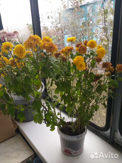 Хризантемы мультифлора