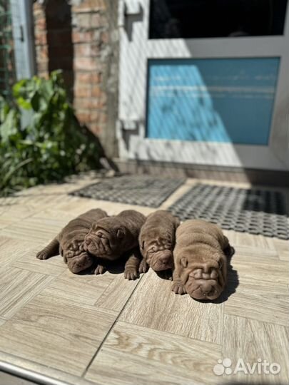 Щенки шарпея