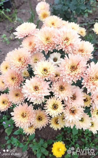 Хризантемы мультифлора