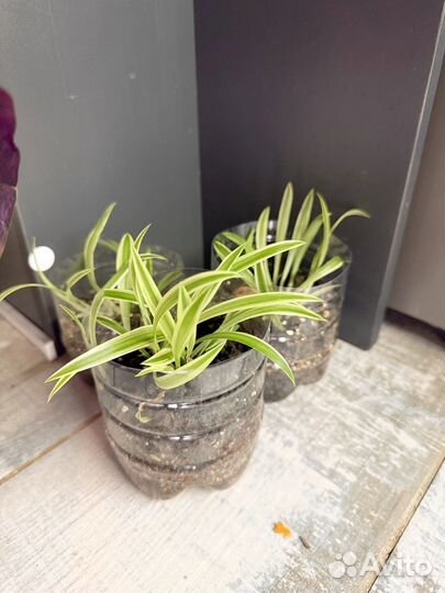 Хлорофитум