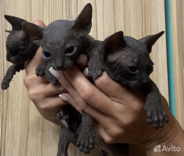 Канадский сфинкс бронирование