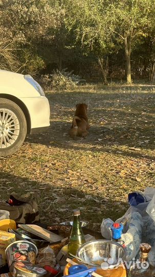 Вязка собак шарпей