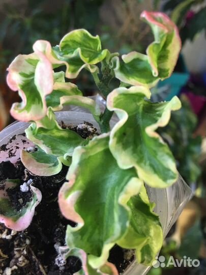 Педилантус lemon twist