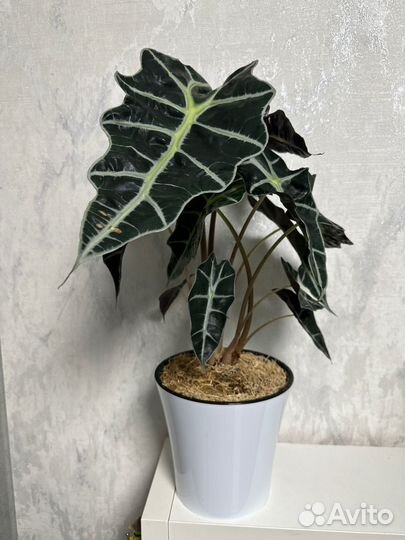 Алоказия Полли клубни