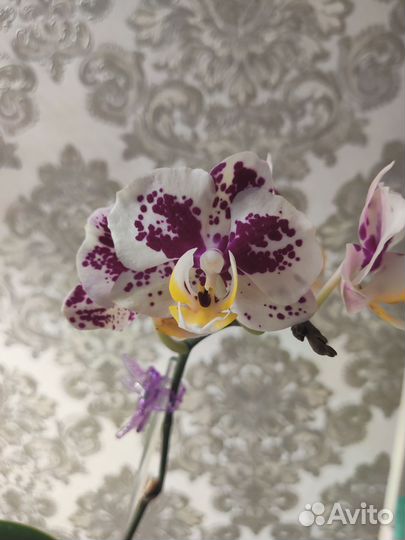 Орхидея Пиниф