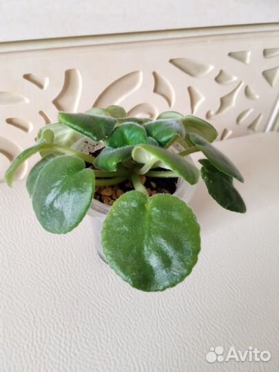 Фиалки стартеры