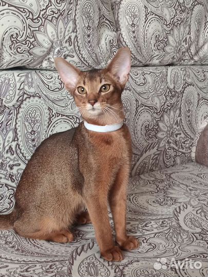 Абиссинские котята
