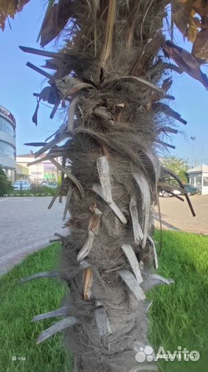 Саженцы зимостойкой пальмы трахикарпус